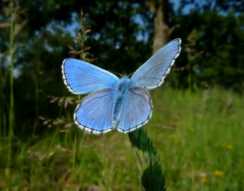 ....Quegli strani bellargus